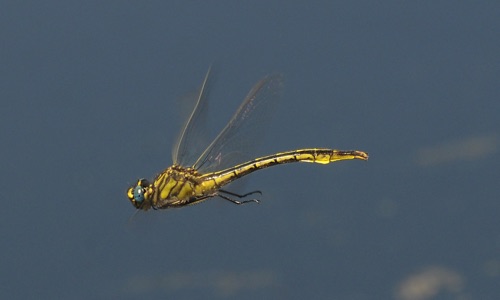 Female
16 Apr 2010  Telfair